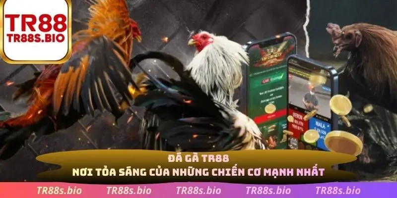 Đá gà TR88 nơi tỏa sáng của những chiến cơ mạnh nhất